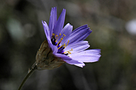 Catananche caerulea Catananche caerulea